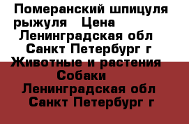 Померанский шпицуля рыжуля › Цена ­ 35 000 - Ленинградская обл., Санкт-Петербург г. Животные и растения » Собаки   . Ленинградская обл.,Санкт-Петербург г.